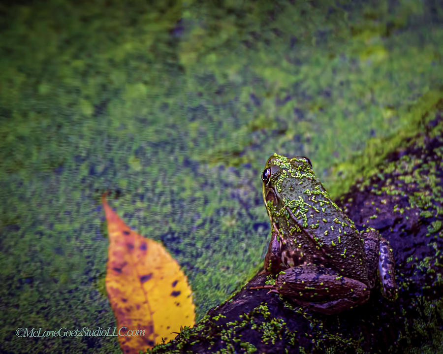 Bull Frog on a Log #1 Photograph by LeeAnn McLaneGoetz McLaneGoetzStudioLLCcom