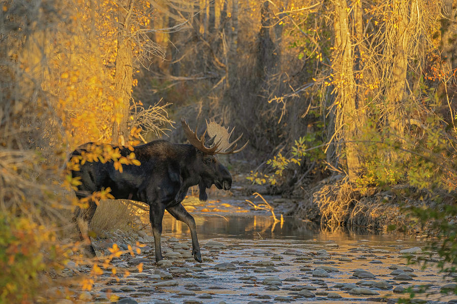Bull Moose Crossing Mountain Creek At Sunset, Grand Teton #1 Photograph by George Sanker / Naturepl.com Bull Moose Crossing Mountain Creek At Sunset, Grand Teton #1 Photograph by George Sanker / Naturepl.com