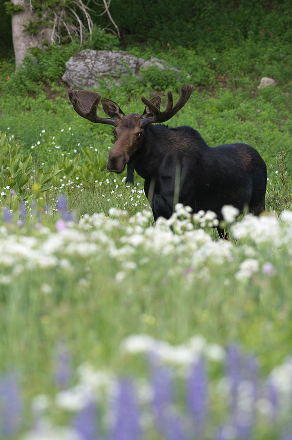 Bull Moose In Flowers #1 Photograph by Ltphoto