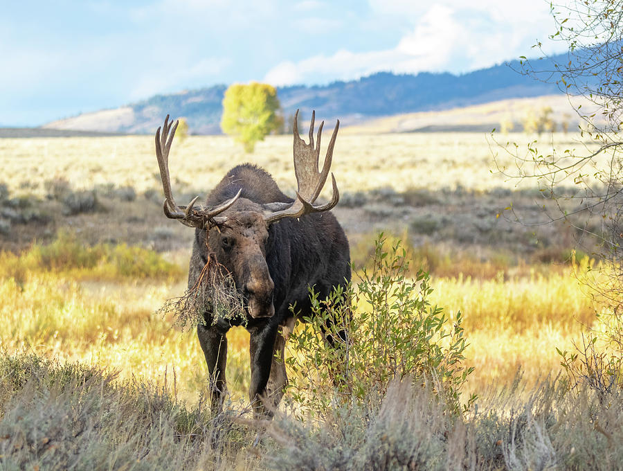 Bull Moose by Michael Chatt Bull Moose by Michael Chatt