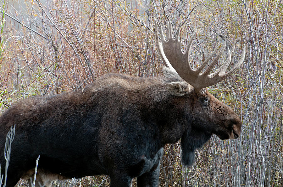 Bull Moose #1 Photograph by William Mullins