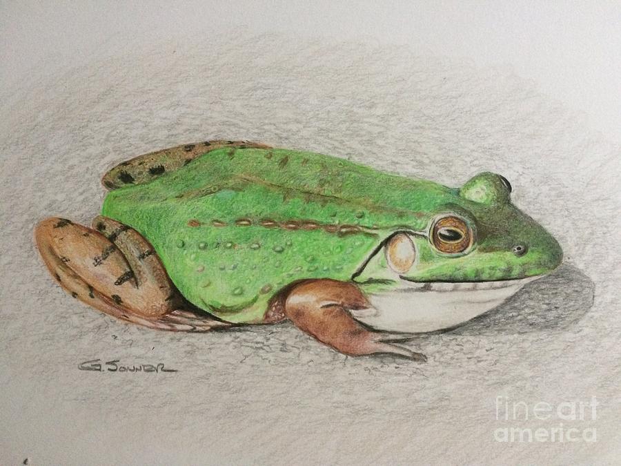 Bullfrog #2 Drawing by George Sonner
