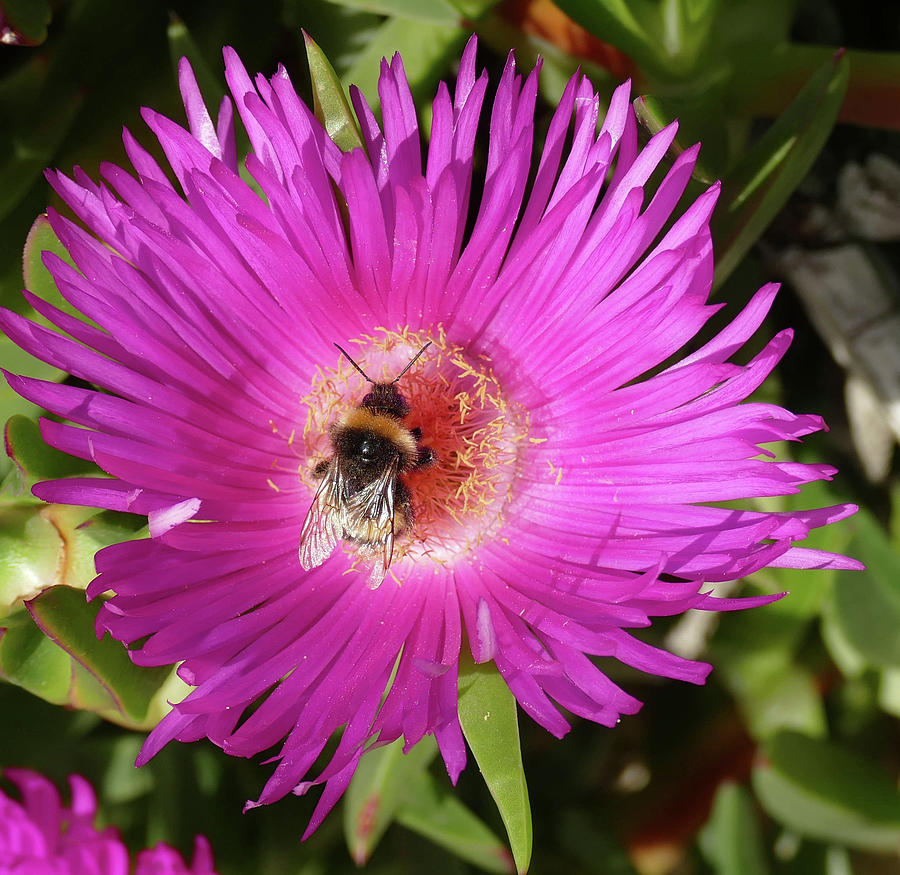 Bumblebee collecting pollen from ice plant #1 Photograph by Steve Estvanik