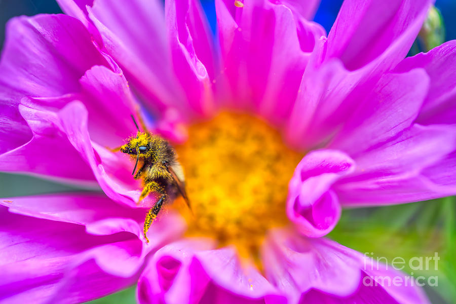 Bumblebee covered in pollen #1 Photograph by Bruce Block Bumblebee covered in pollen #1 Photograph by Bruce Block