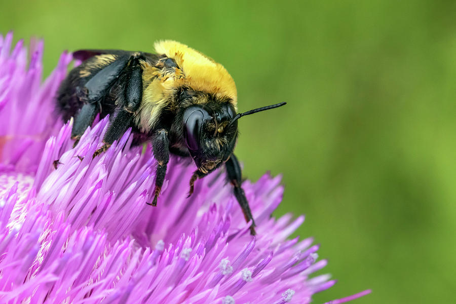Bumblebee by Michael Chatt Bumblebee by Michael Chatt