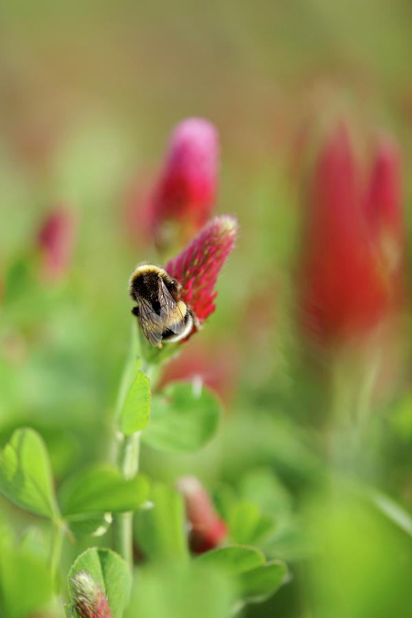 Bumblebee On Crimson Clover #1 Photograph by Angelica Linnhoff