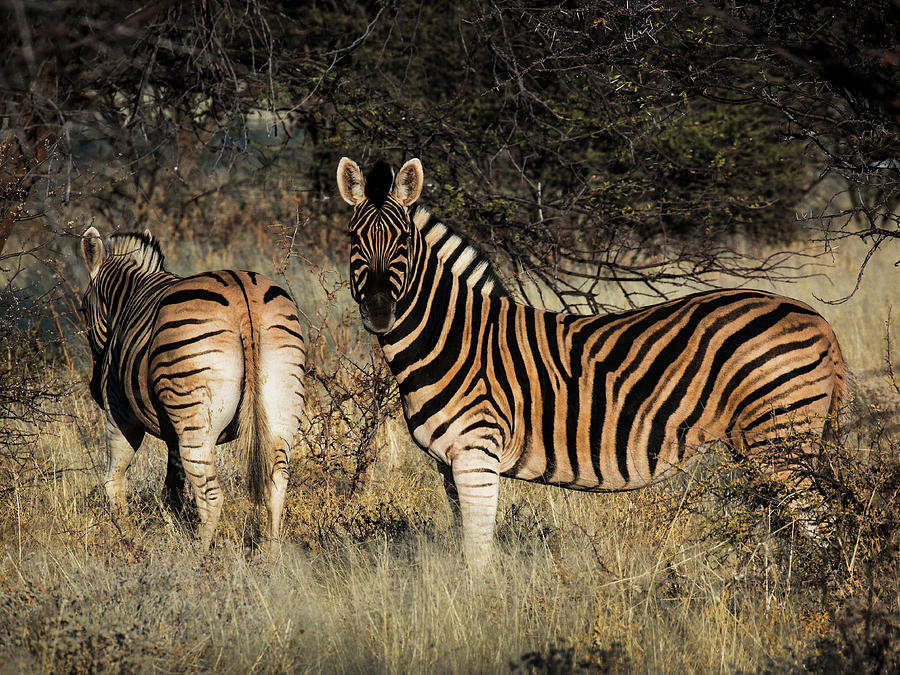 Burchell Zebras #1 Photograph by Claudio Maioli