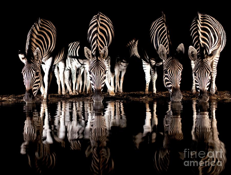 Burchells Zebra Drinking At Night #1 Photograph by Tony Camacho/science Photo Library
