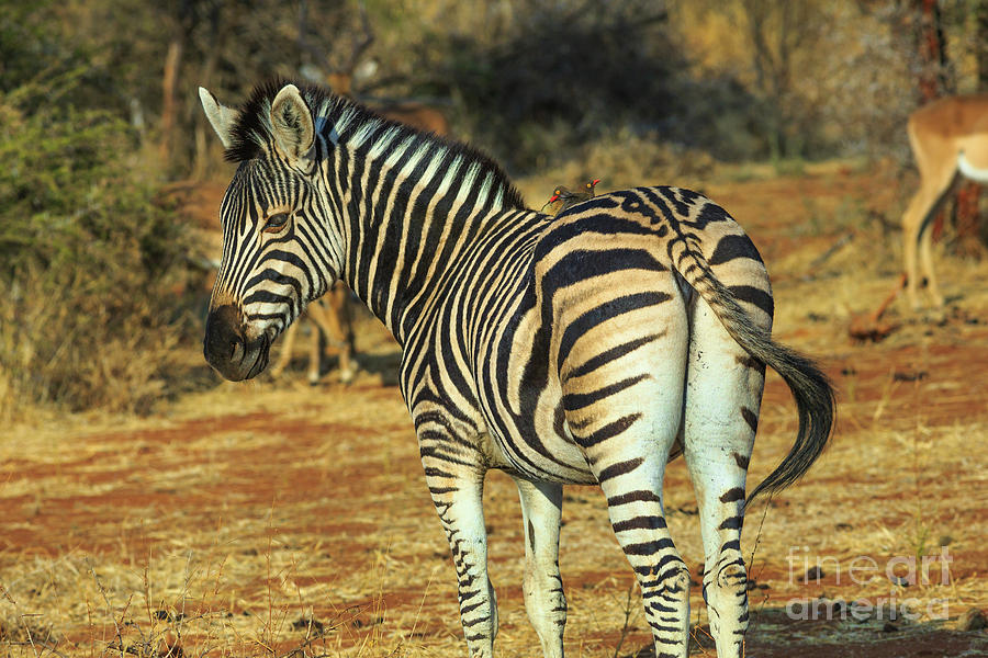 Burchells Zebra in Kalahari #1 Photograph by Benny Marty