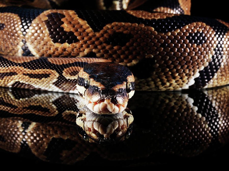 Burmese Python #1 Photograph by Henrik Sorensen