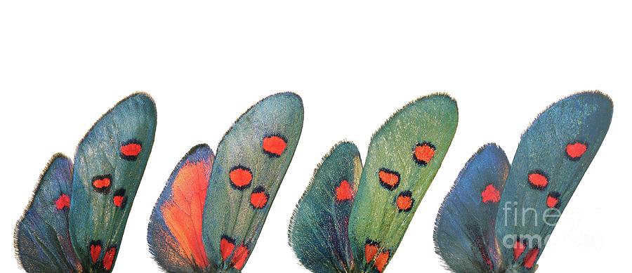 Burnet moth wings Photograph by Martinez Clavel