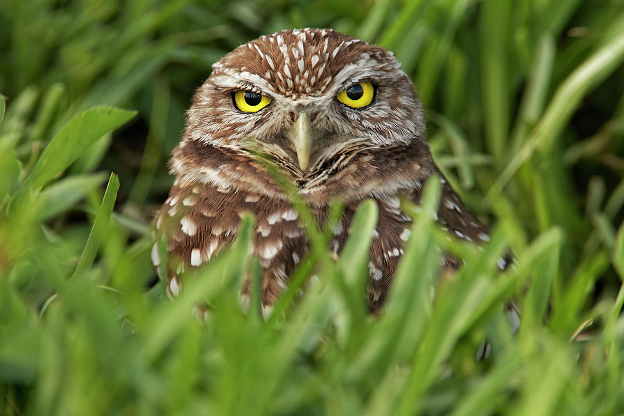Adam Jones Photograph - Burrowing Owl, Cape Coral, Florida #1 by Adam Jones