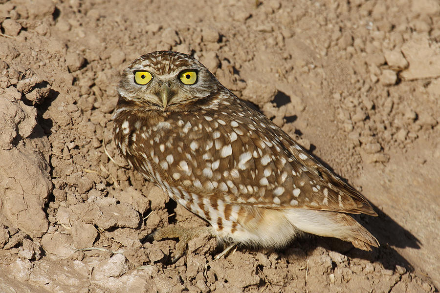 Burrowing Owl #1 Photograph by James Zipp