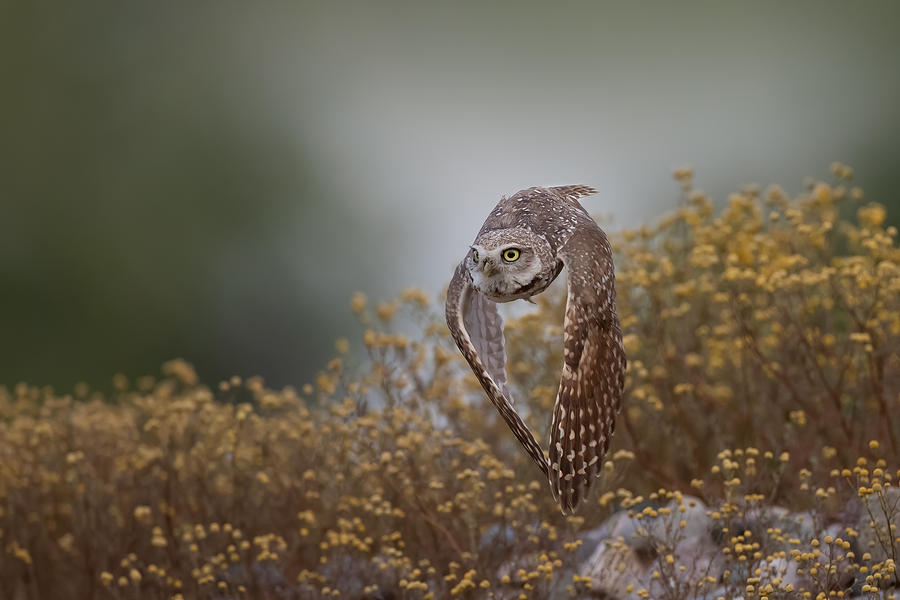Owl Photograph - Burrowing Owl #1 by Max Wang