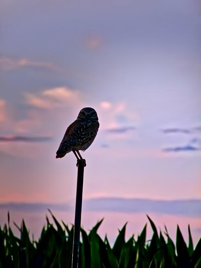Burrowing Owl on a Stick Photograph by Judy Kennedy