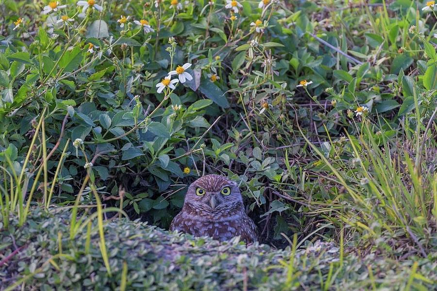 Bird Photograph - Burrowing Owl #1 by Paul Schultz