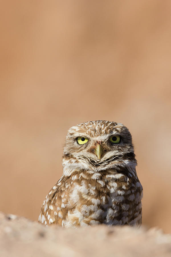 Burrowing Owl Peers Over A Pile #1 Photograph by Brenda Tharp Burrowing Owl Peers Over A Pile #1 Photograph by Brenda Tharp