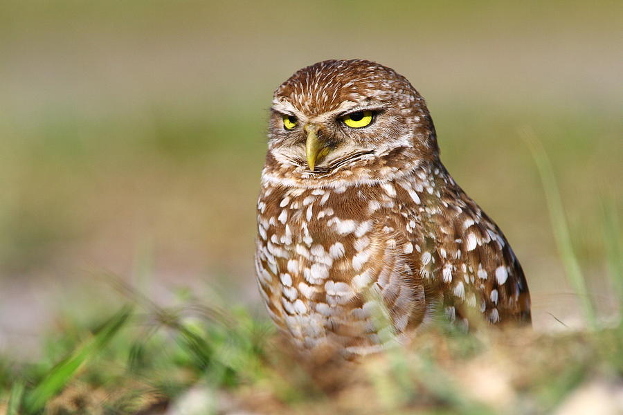 Burrowing Owl #1 Photograph by Scotthelfrichphotography.com