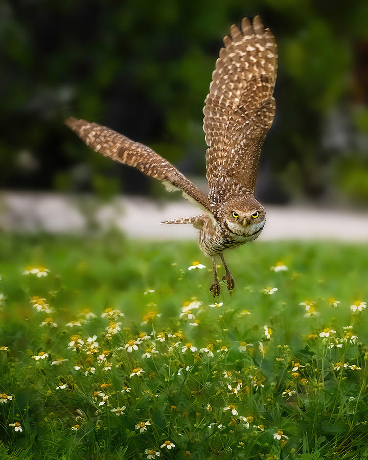 Nature Photograph - Burrowing Owl #1 by Ti Wang