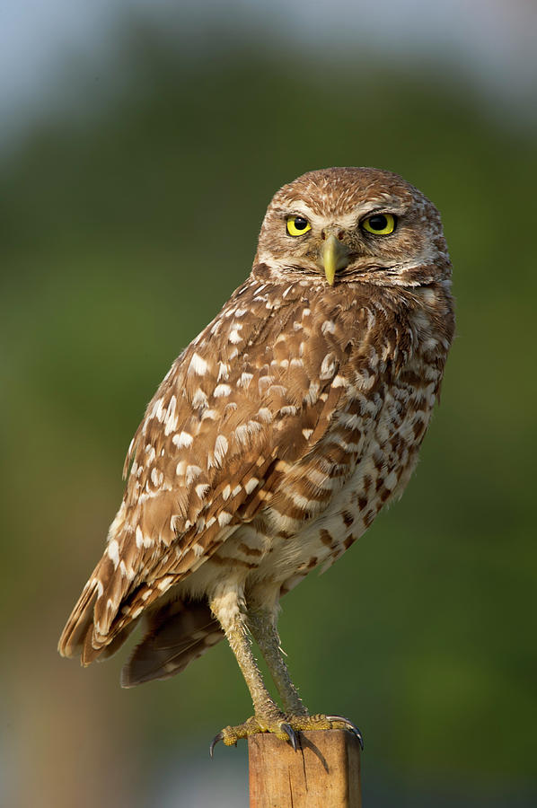 Burrowing Owl #1 Photograph by Tnwa Photography