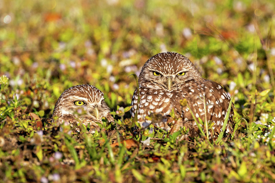 Cape Coral Photograph - Burrowing Owl,cape Coral,chuck #1 by Chuck Haney