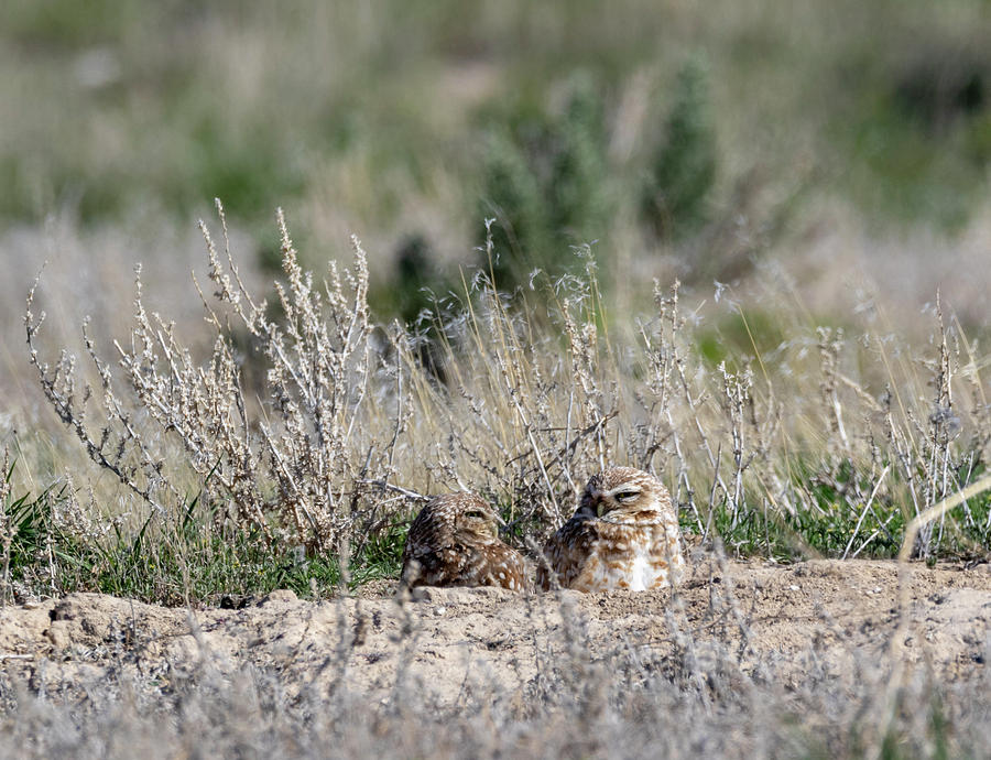 Burrowing Owls by Michael Chatt Burrowing Owls by Michael Chatt