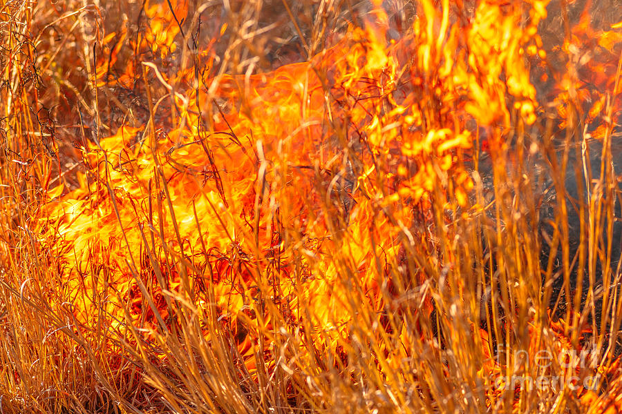 Bush in flames #1 Photograph by Benny Marty