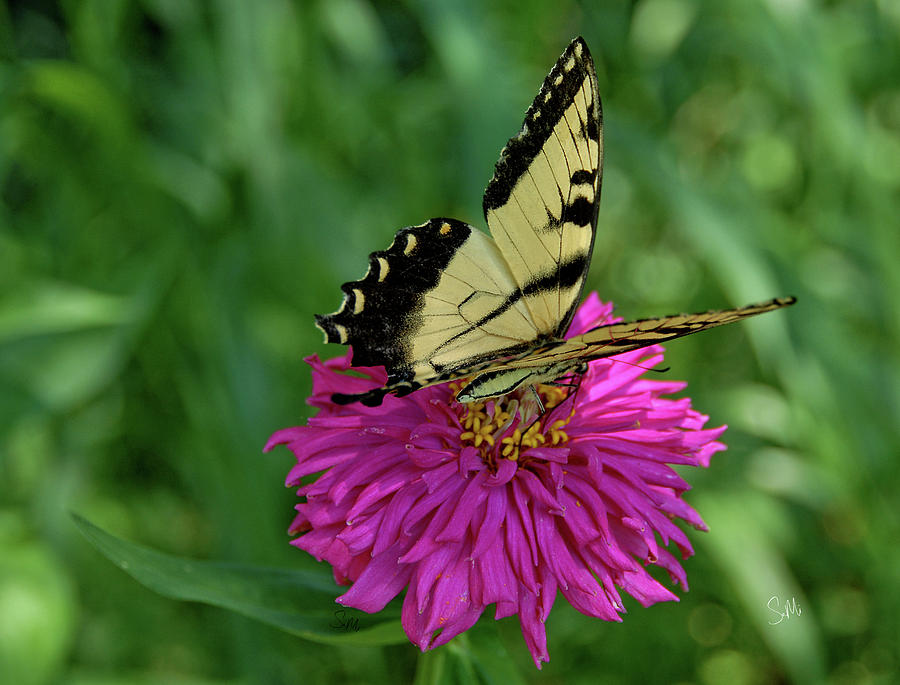 Butterflies are free Photograph by Sami Martin Fine Art America