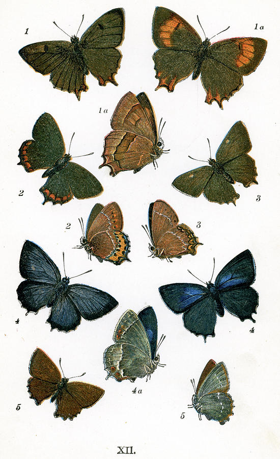 Butterfly Digital Art - Butterflies #1 by Duncan1890