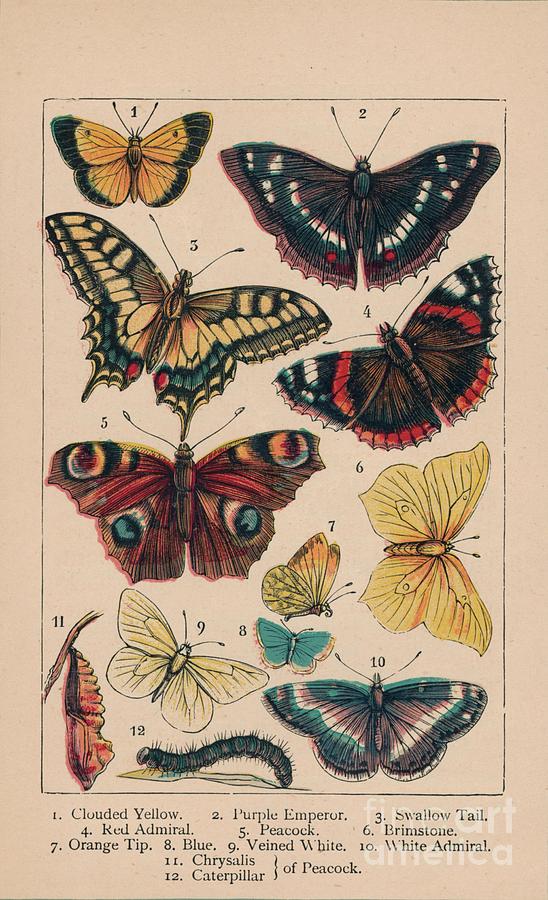 Butterflies Drawing by Print Collector