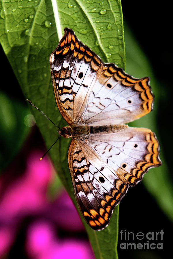 Butterfly 4 Photograph by Wesley Farnsworth - Fine Art America