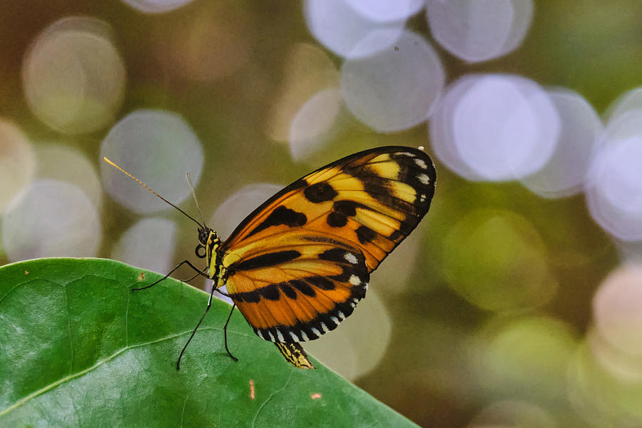 Butterfly #1 Photograph by Avital Hershkovitz