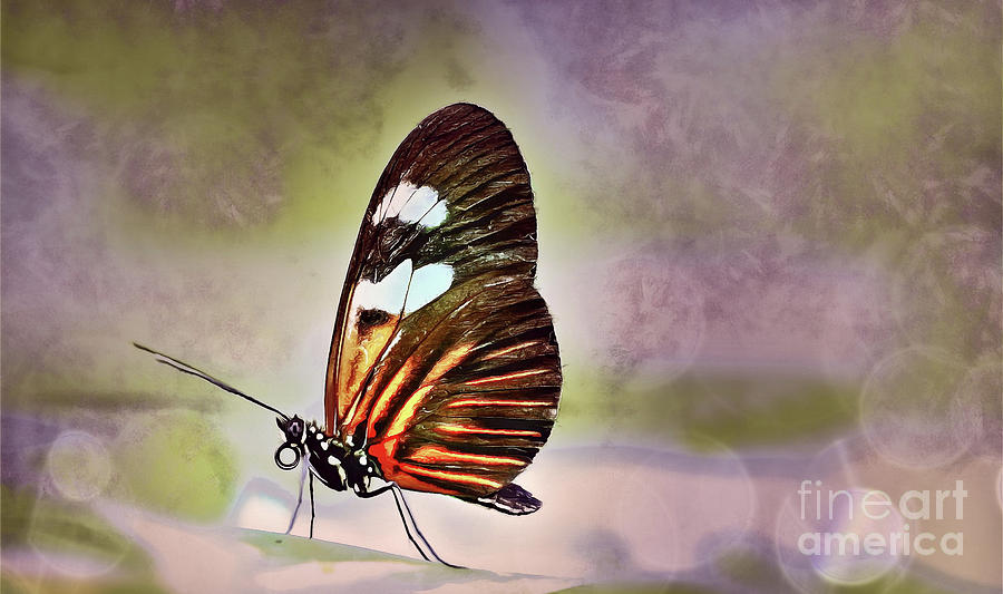  Tropical Butterfly Mixed Media by Elaine Manley