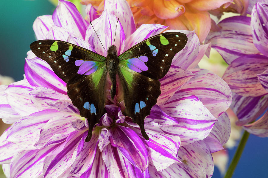 Butterfly Graphium Weiski, The Purple Photograph by Darrell Gulin ...