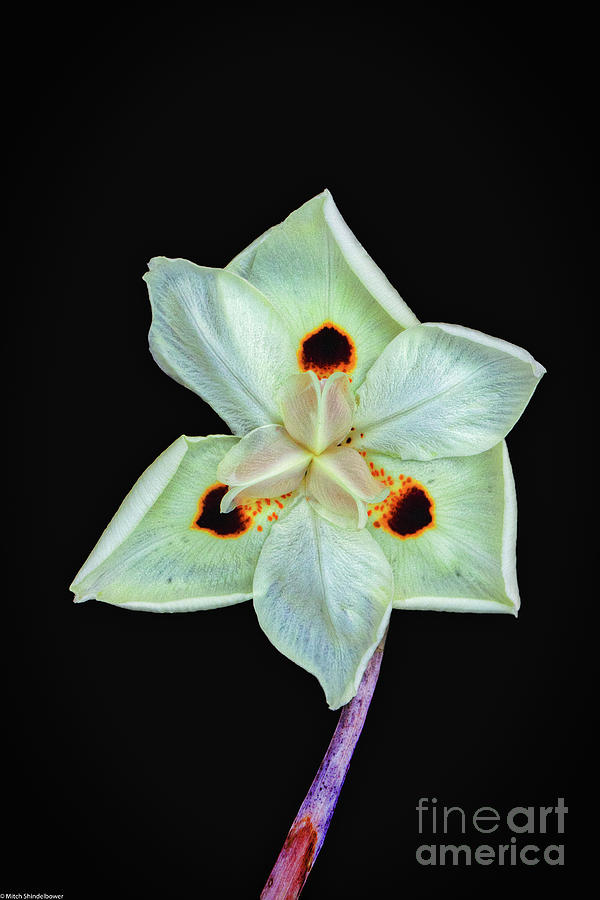 Butterfly Iris On Black #1 Photograph by Mitch Shindelbower