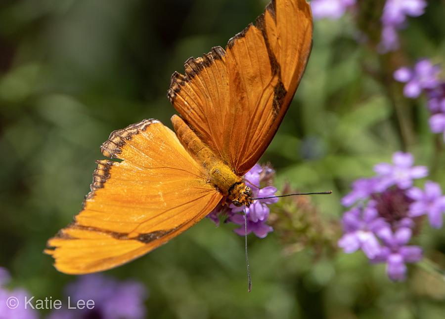 Butterfly Photograph by Katie Lee - Fine Art America