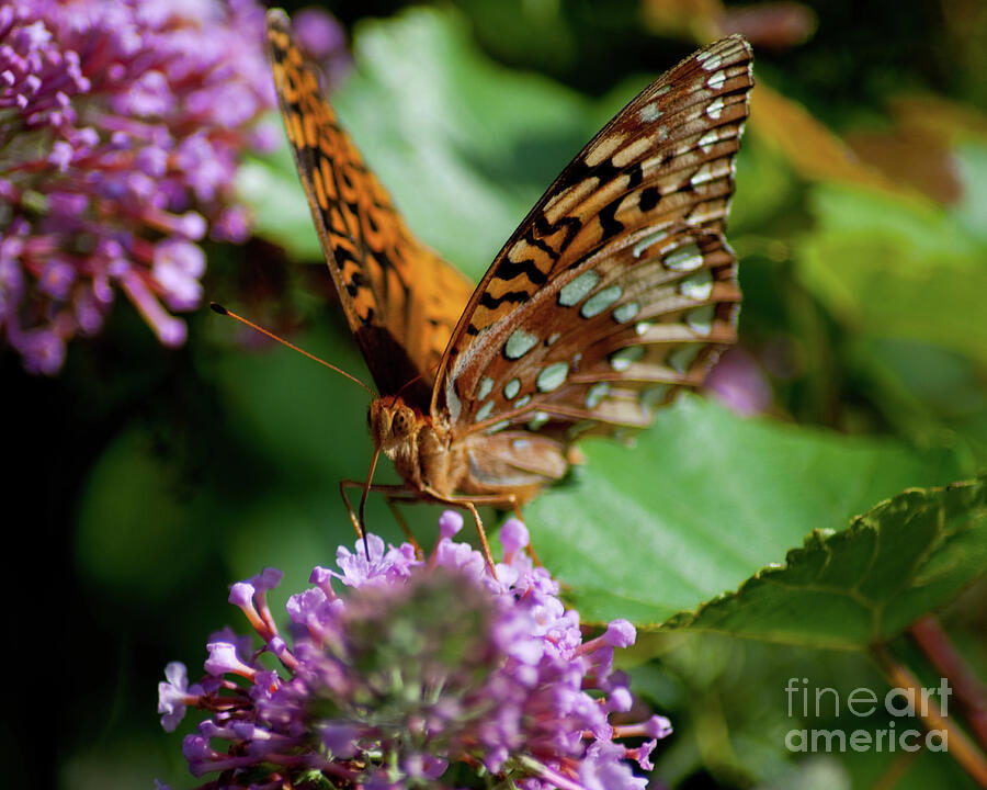 Butterfly on Blossoms Photograph by Stephen Whalen