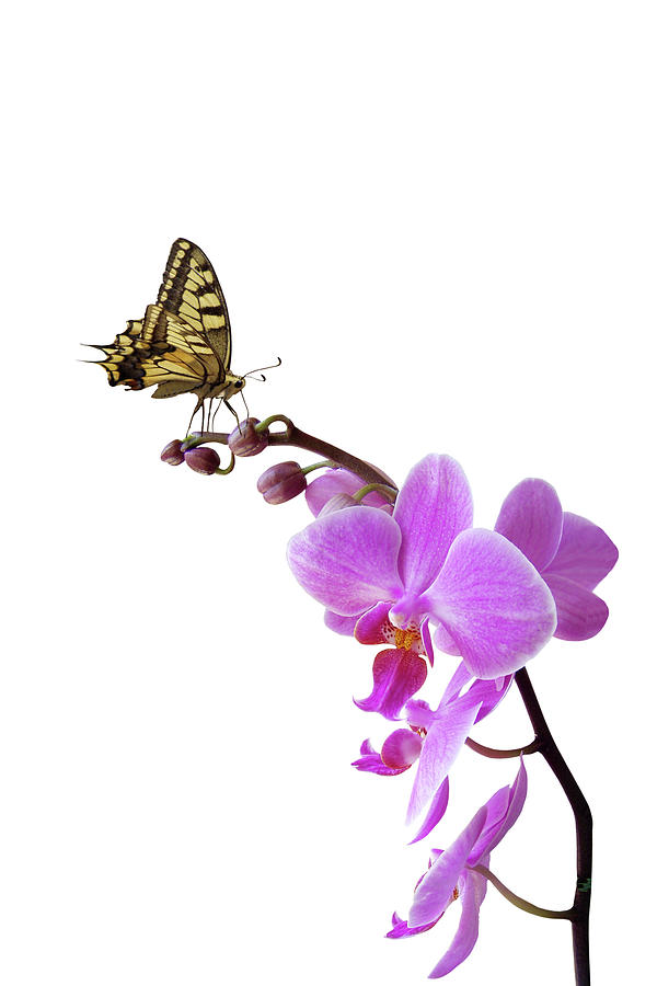 Butterfly On Pink Orchid #1 Photograph by Photographerolympus