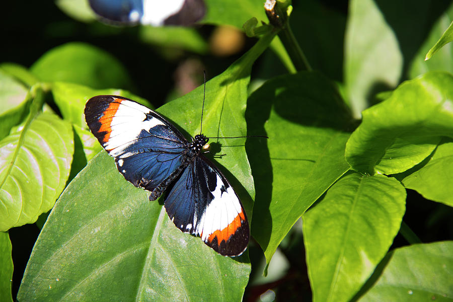 Butterfly #2 Photograph by Richard Krebs