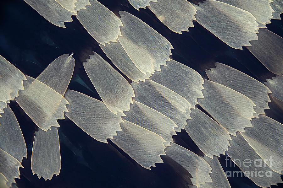 Butterfly Scales #1 Photograph by Frank Fox/science Photo Library