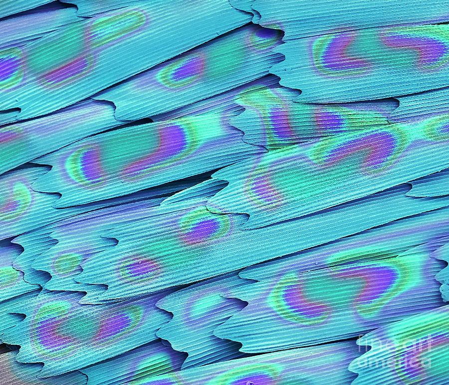 Butterfly Scales Photograph by Steve Gschmeissner/science Photo Library