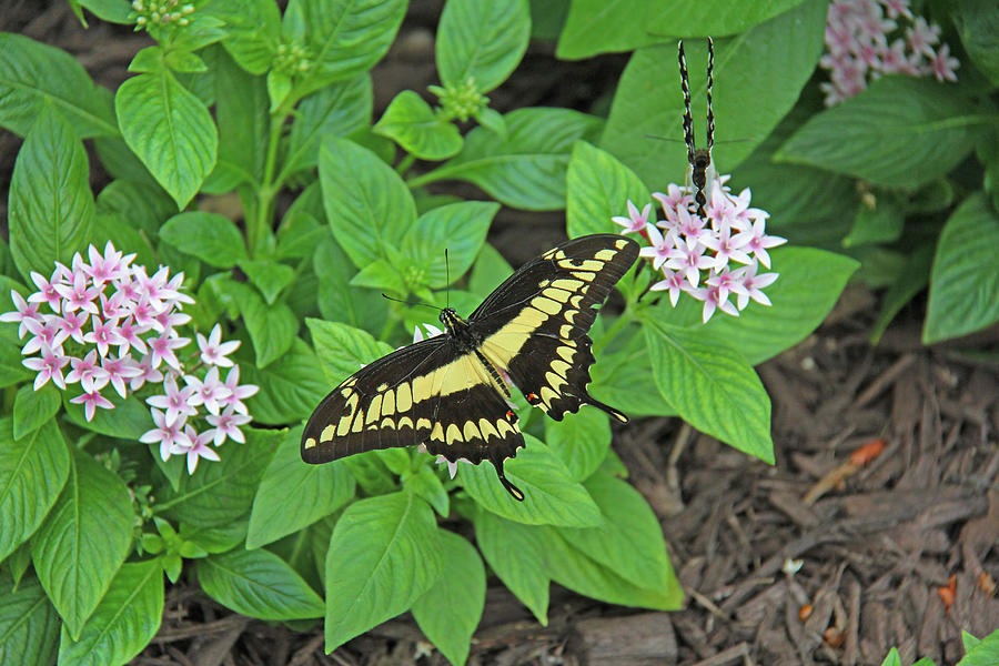 Butterfly - Thoas Swallowtail Photograph by Richard Krebs - Fine Art