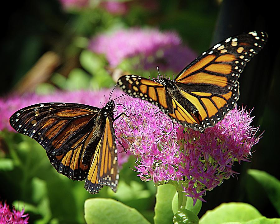 Butterfly Time #1 Photograph by Karen McKenzie McAdoo