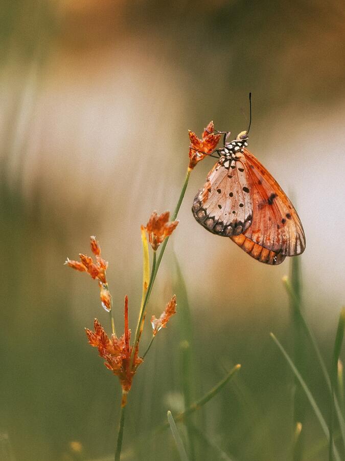 Butterfly #1 Photograph by Wahyu Winda