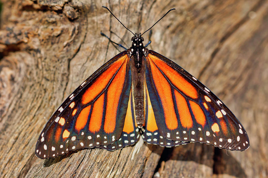 Butterfly Wings Photograph by Meta Gatschenberger
