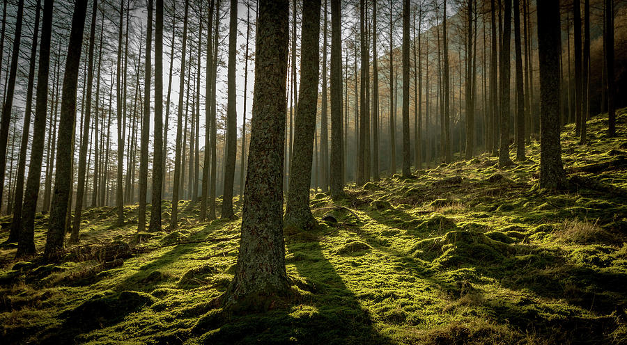 Buttermere Pines #1 Photograph by John Lever Photography.
