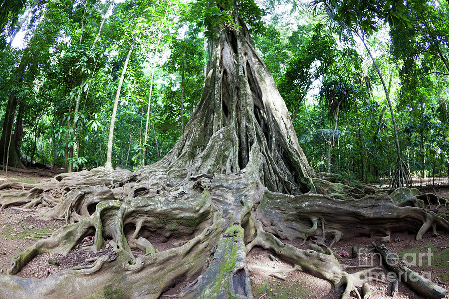 Buttress Roots Of Giant Strangler Fig Tree (ficus Sp.) Photograph by ...