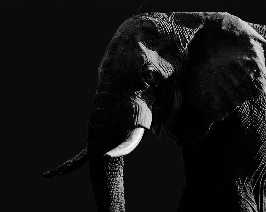 BW Elephant  #1 Photograph by Claudio Maioli