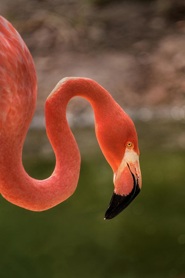 BZ Flamingo #1 Photograph by Don Johnson