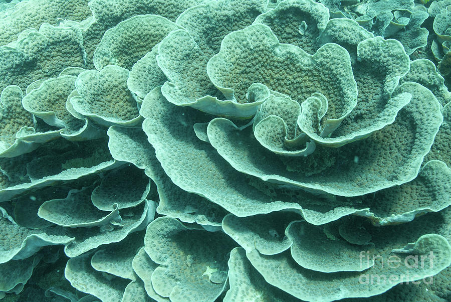 cabbage leather coral